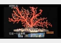20120113寻宝视频和笔记:走进龙泉(下),佛龛,汉剑,红珊瑚,李可染