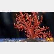 20130104寻宝视频和笔记:收藏中的捡漏和打眼,红珊瑚,宣德青花碗
